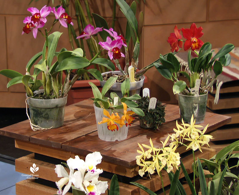 orchids