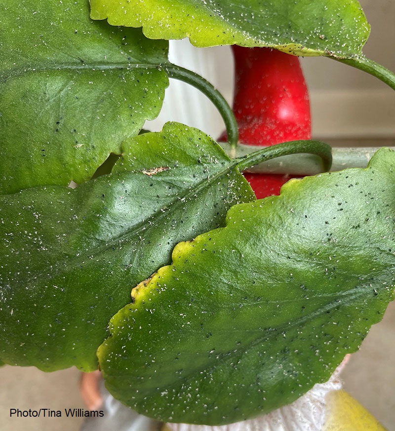 whiteflies on houseplant leaf