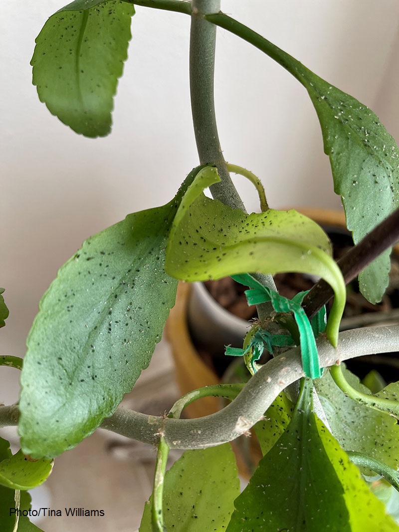 whiteflies on houseplant