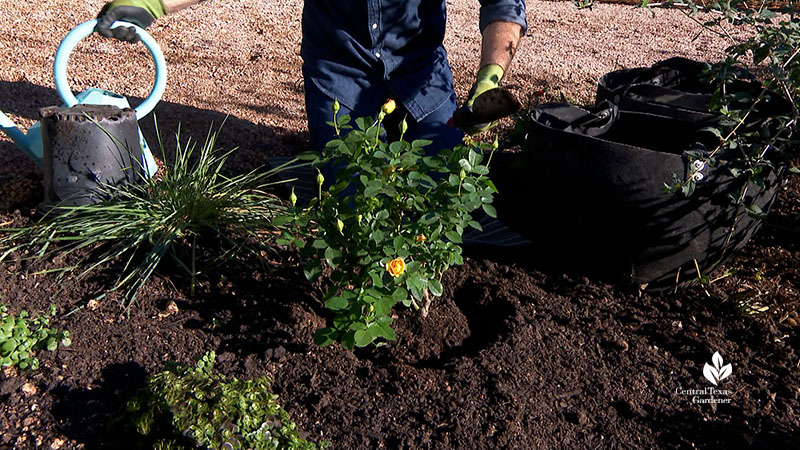 planting a rose