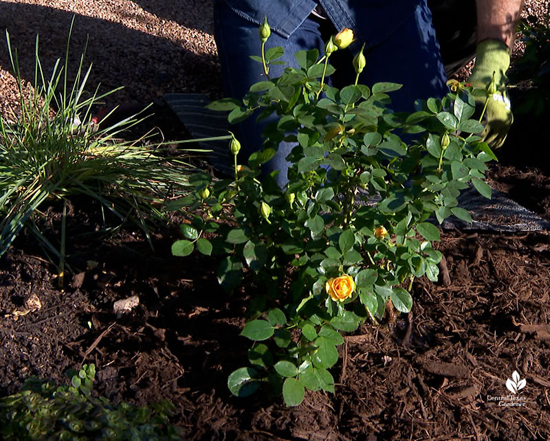 mulching a rose