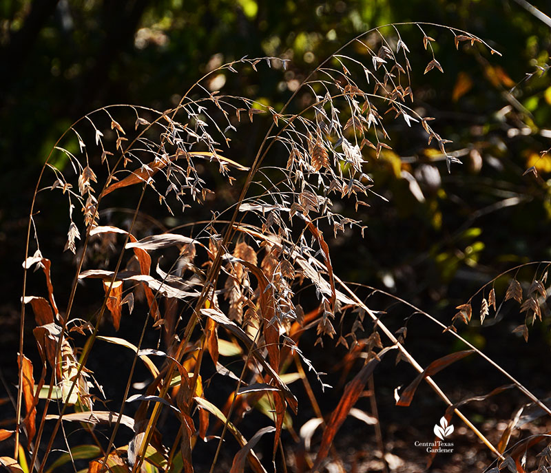 inland sea oats fall color