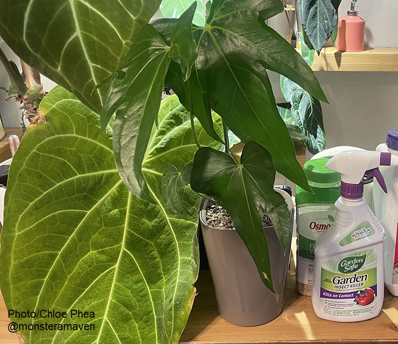 Banish Common Houseplant Pests With This One Neem Spray Recipe – Outside In