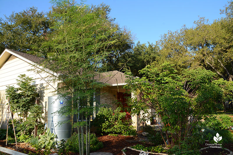 moringa tree elderberry tree front yard 