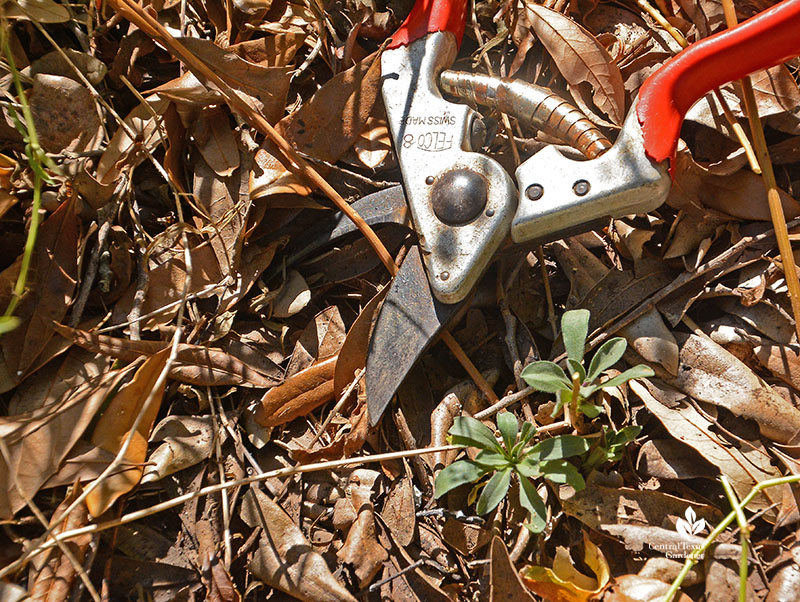 cutting aster back in winter