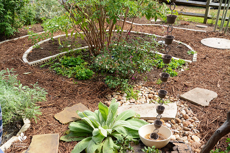 rain garden to elderberry tree