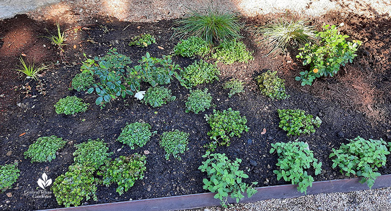 plants in garden bed