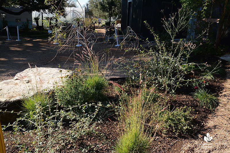 plants in garden bed