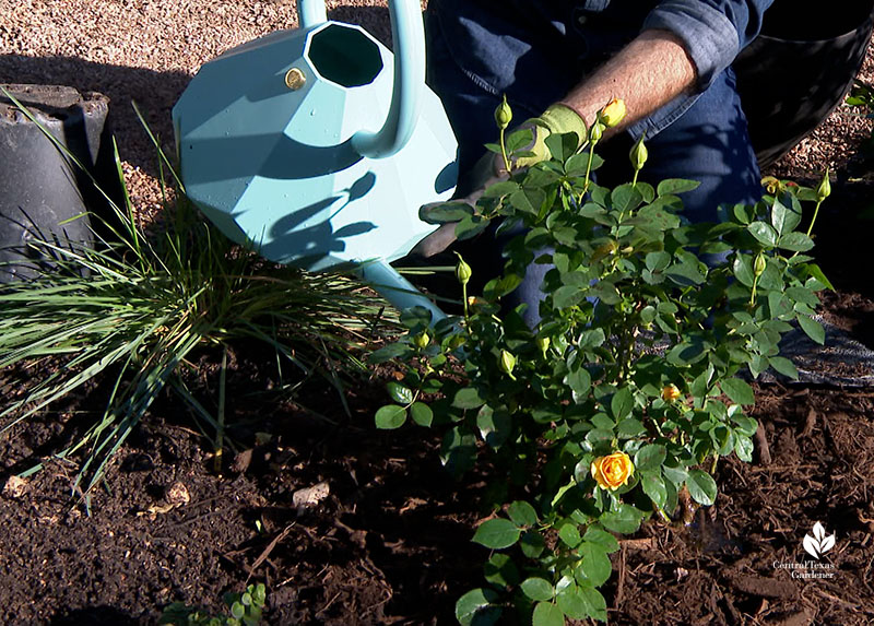 watering rose