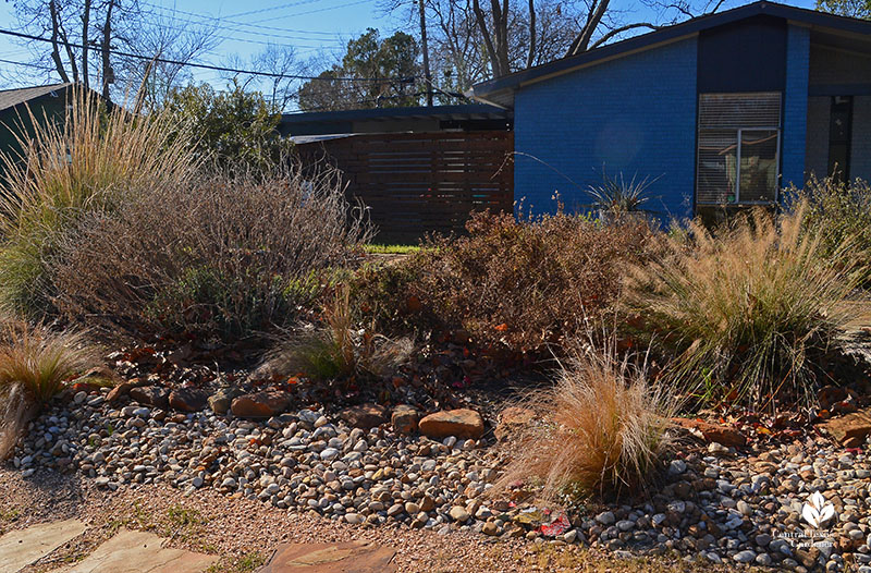 winter front yard garden Lindheimer muhly and perennials