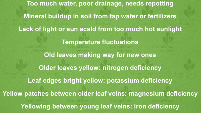 graphic text Too much water, poor drainage, needs repotting Mineral buildup in soil from tap water or fertilizers  Lack of light or sun scald from too much hot sunlight Temperature fluctuations Old leaves making way for new ones Older leaves yellow: nitrogen deficiency Leaf edges bright yellow: potassium deficiency Yellow patches between older leaf veins: magnesium deficiency Yellowing between young leaf veins: iron deficiency  