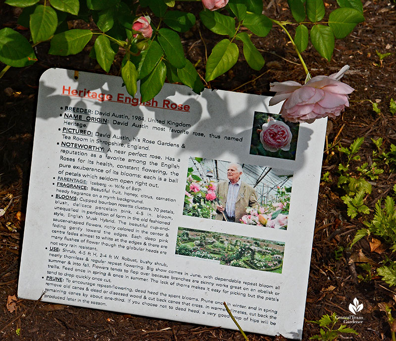 sign for David Austin rose