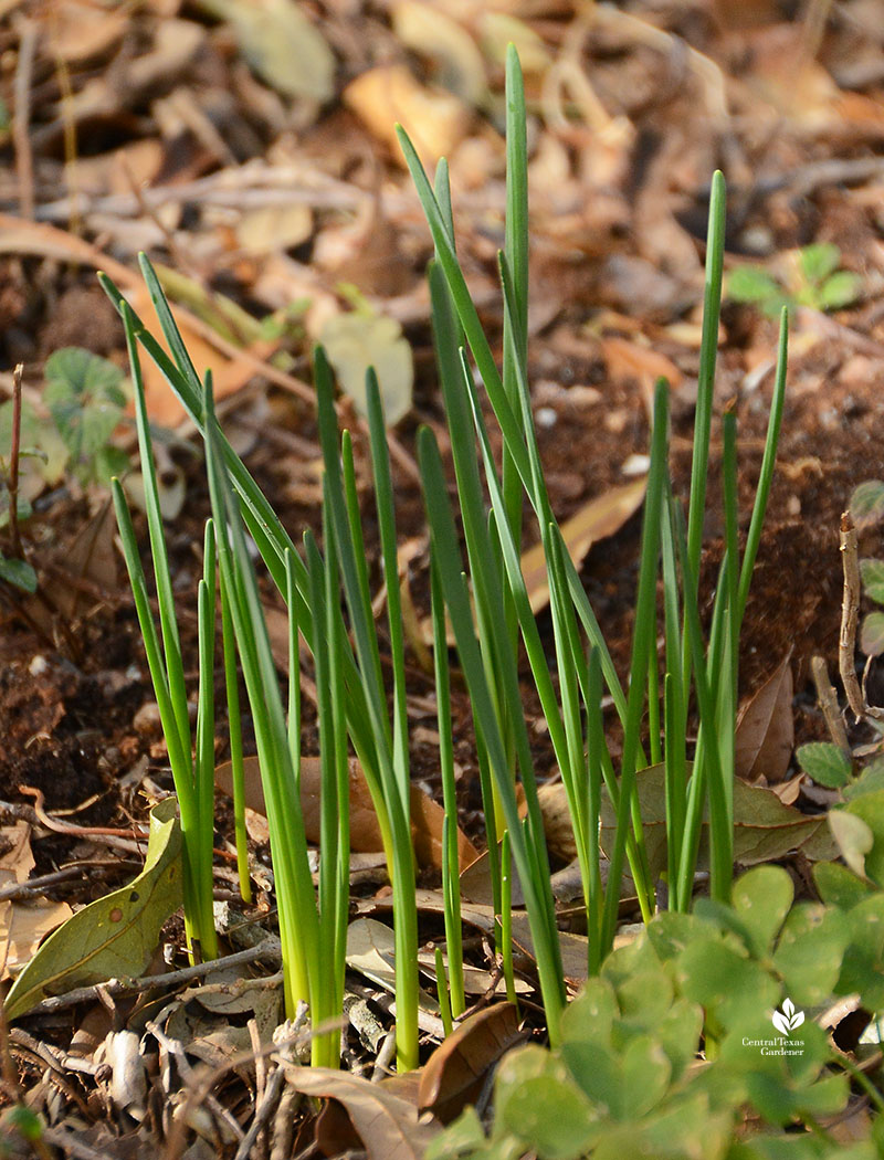 narcissus foliage before bloom
