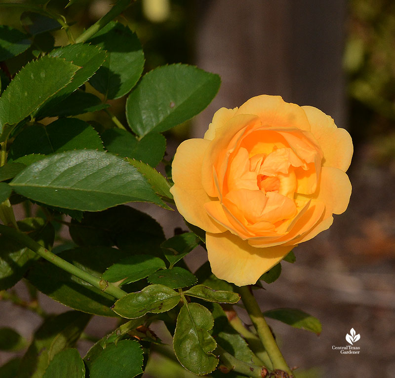 golden yellow rose