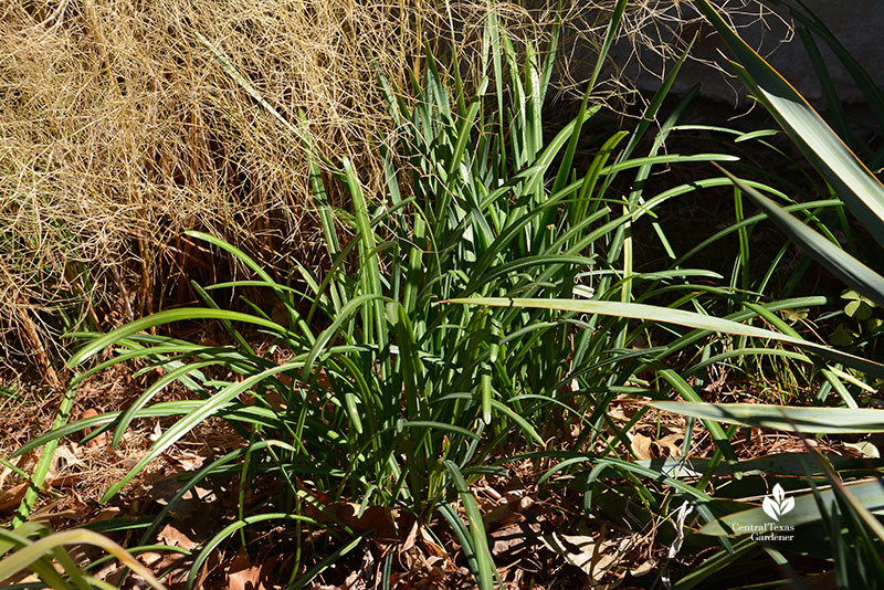 spider lily foliage with bamboo muhly in winter