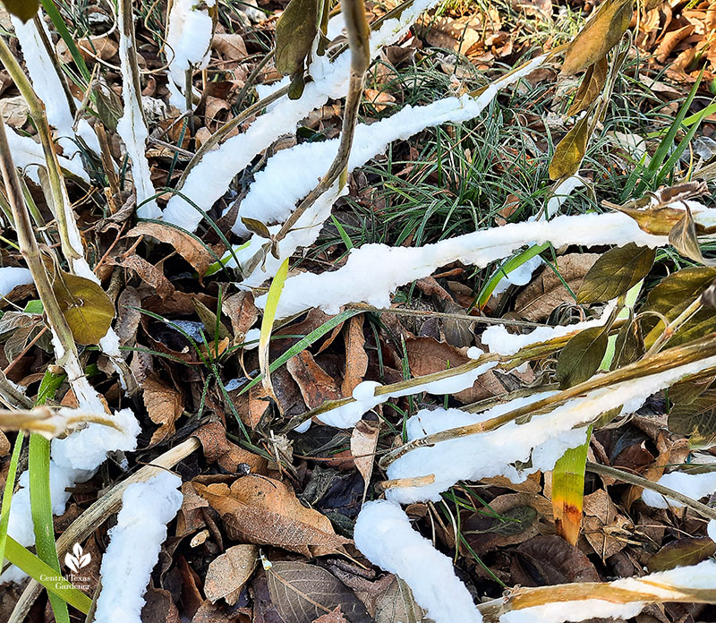 icy Mexican honeysuckle 