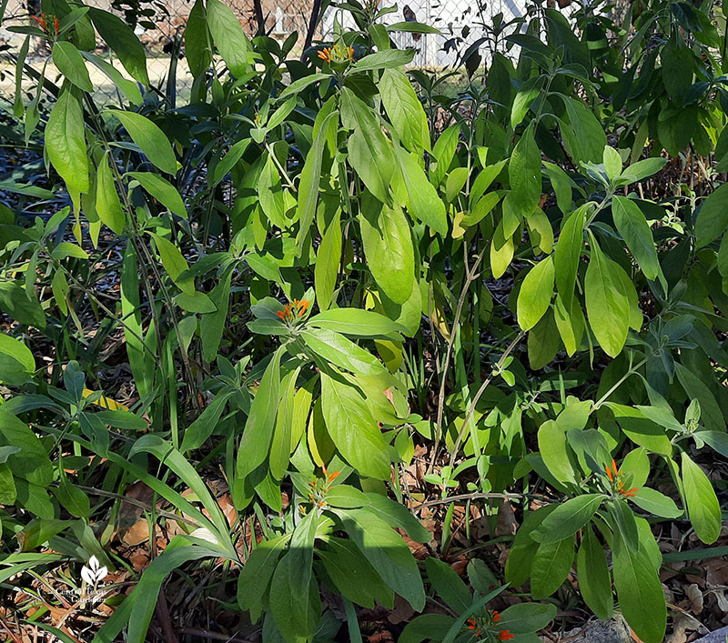 Mexican honeysuckle in winter