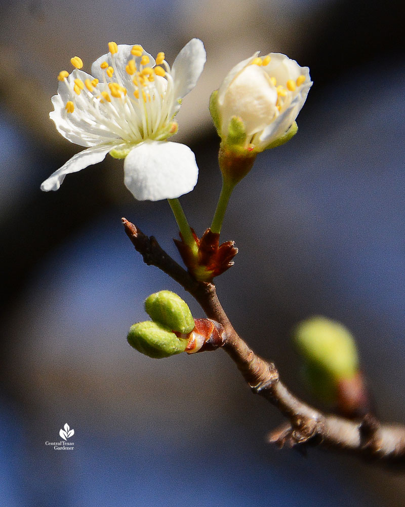 Mexican plum flower