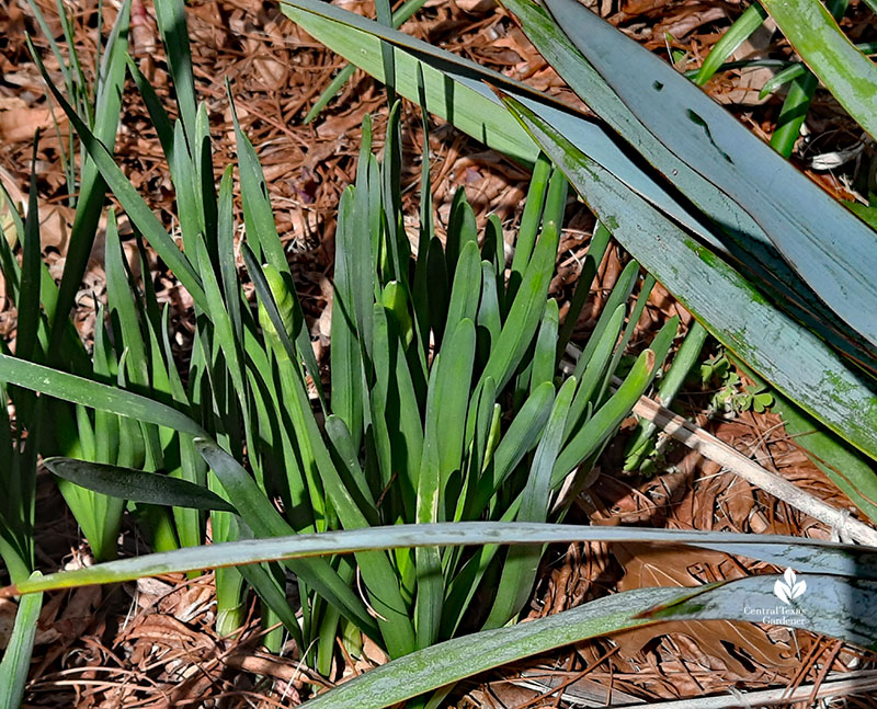 Narcissus foliage and short buds