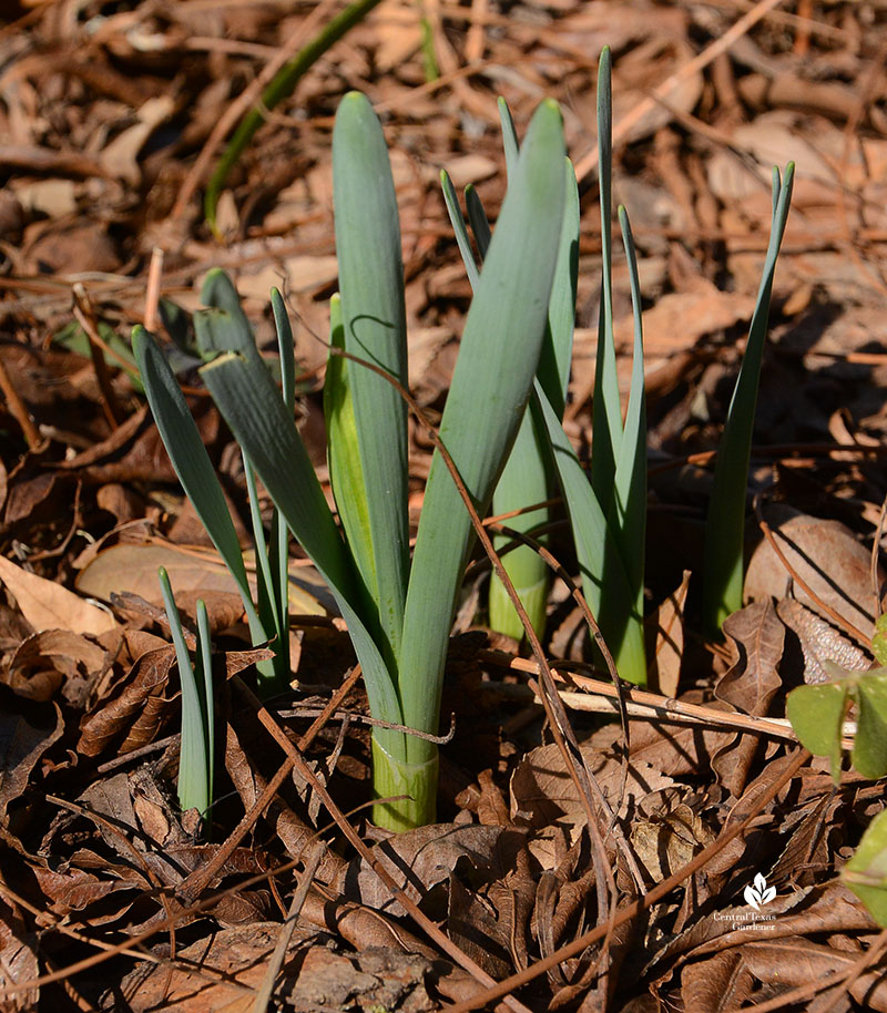 Narcissus foliage 