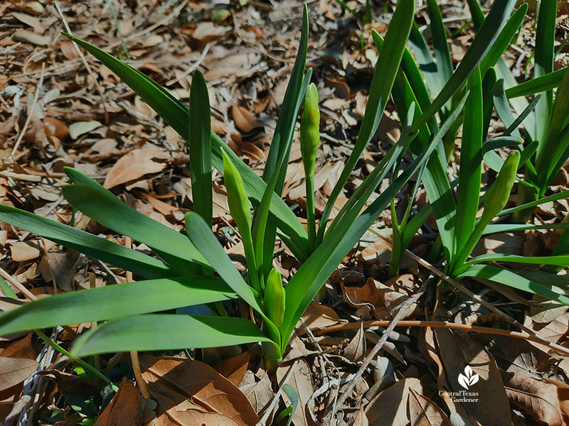 narcissus short flower buds