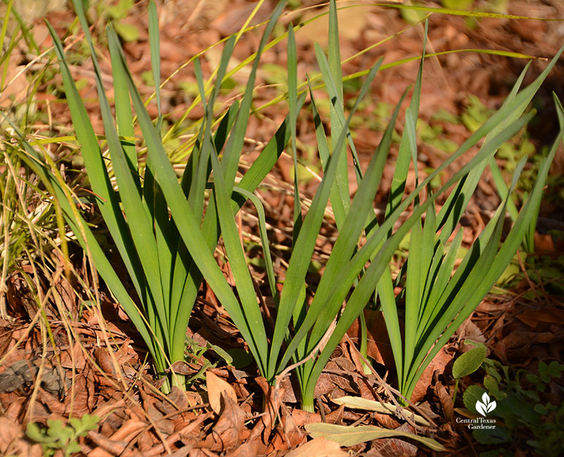 narcissus bulb leaves