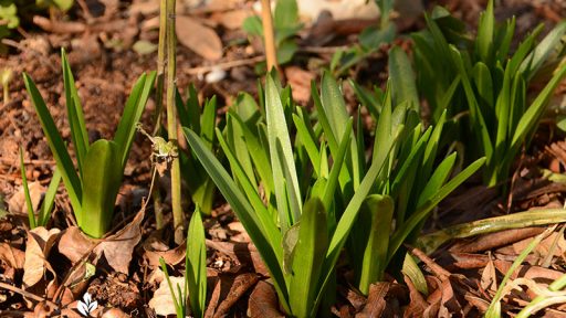 spring bulb foliage