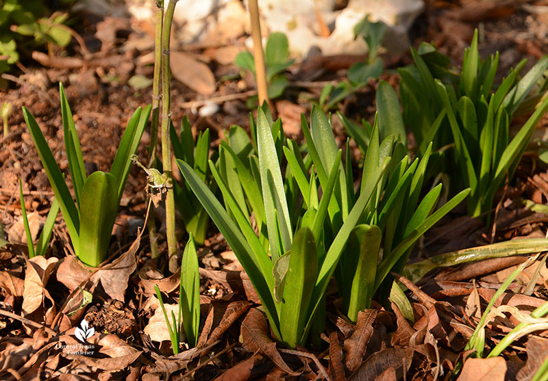 spring bulb foliage 