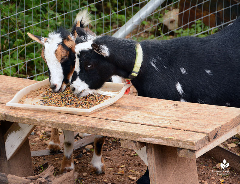 Nigerian dwarf goats