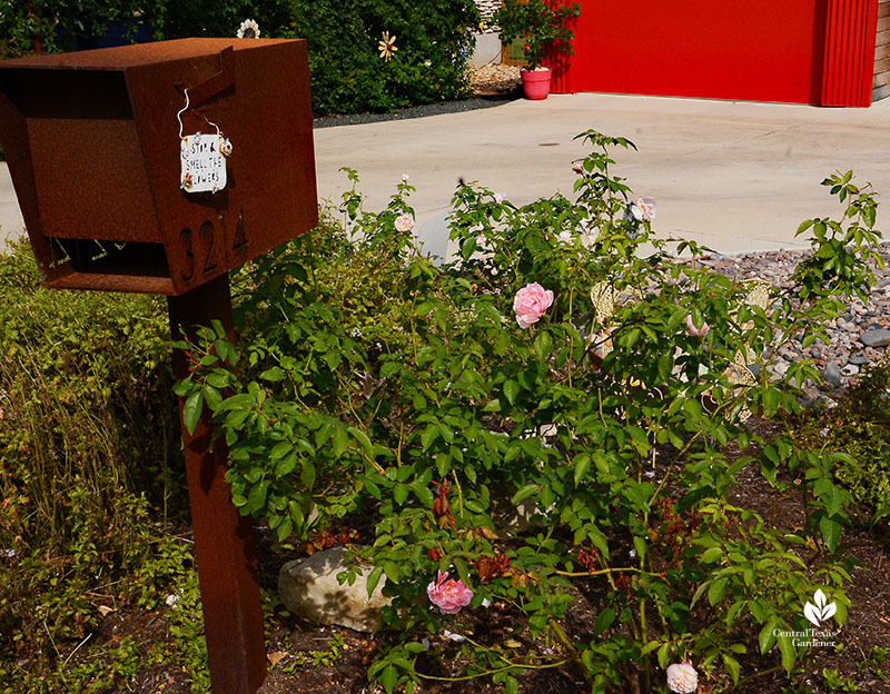 pink flowering rose next to mailbox