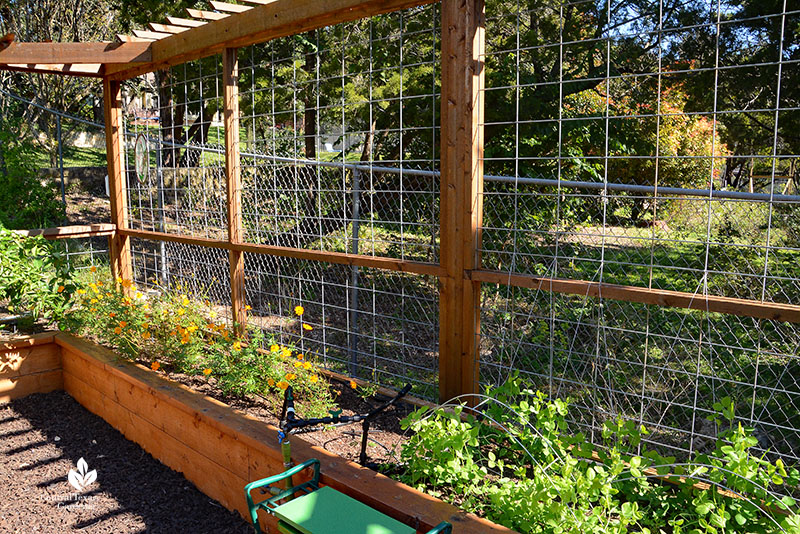 cattle panel on raised beds for climbing sweet peas