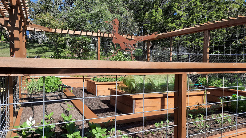 cattle panel raised bed vegetable garden
