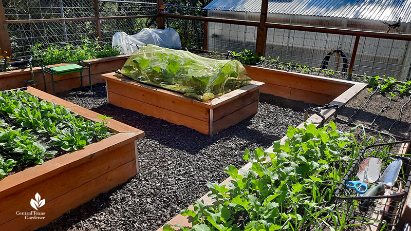 raised bed vegetable gardens