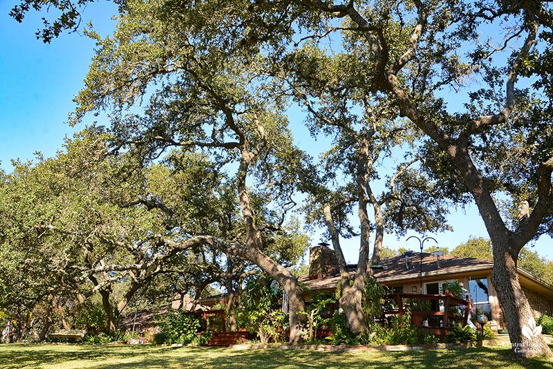 live oak tree lawn house