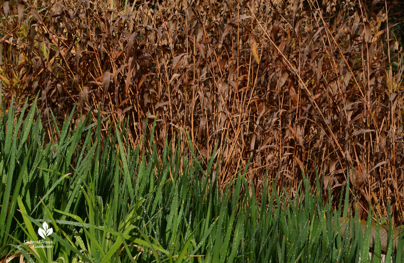 green irises with browned inland sea oats