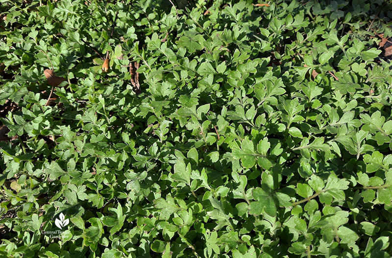 wildflower baby blue eyes foliage