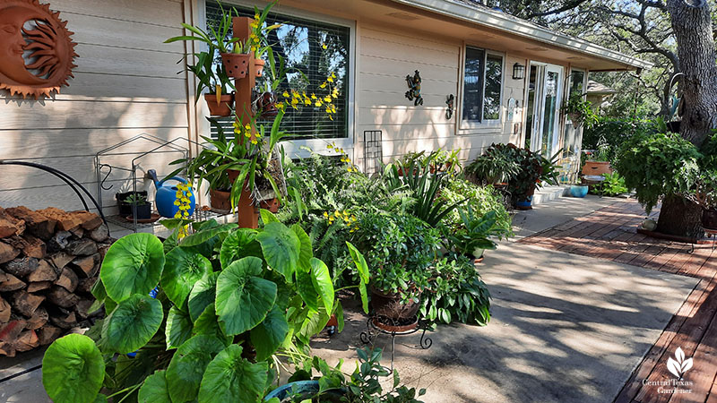 plants in containers on patio deck