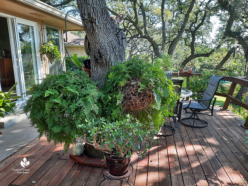 tree with container plants 