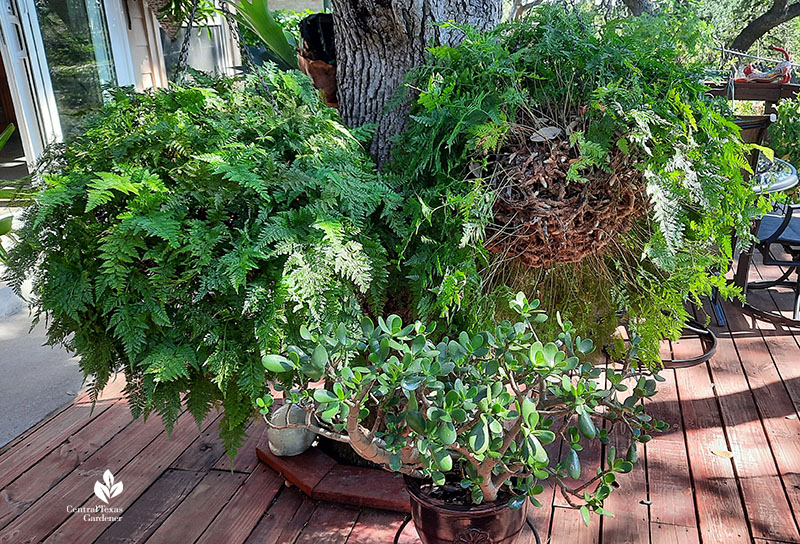 rabbits foot fern and other plants 