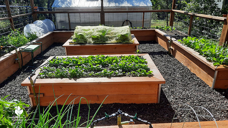 raised cedar bed vegetable gardens
