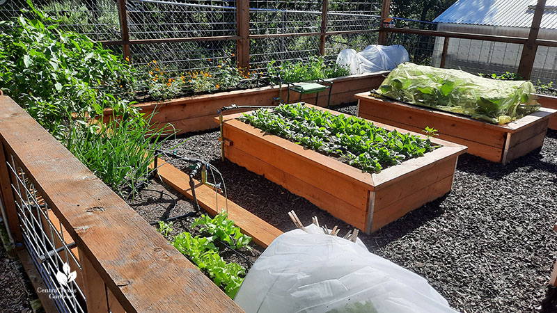 raised cedar bed garden design