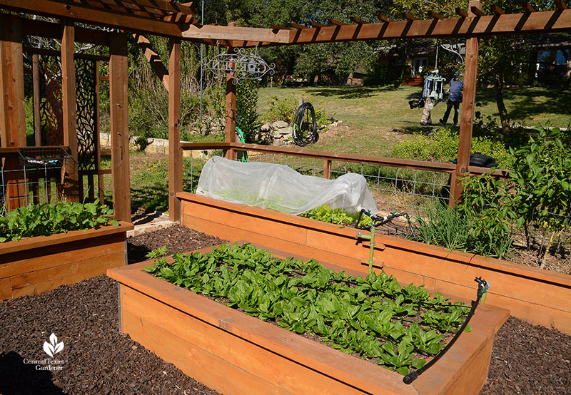 raised vegetable beds 