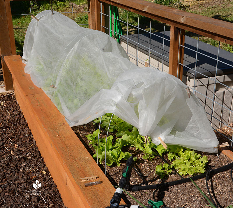 floating row cover lettuce bed