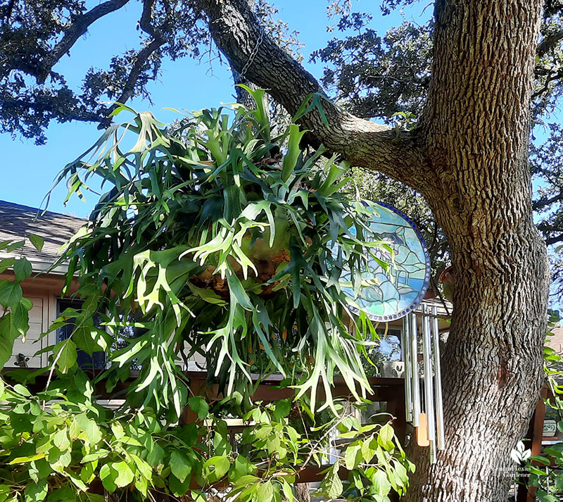 staghorn fern