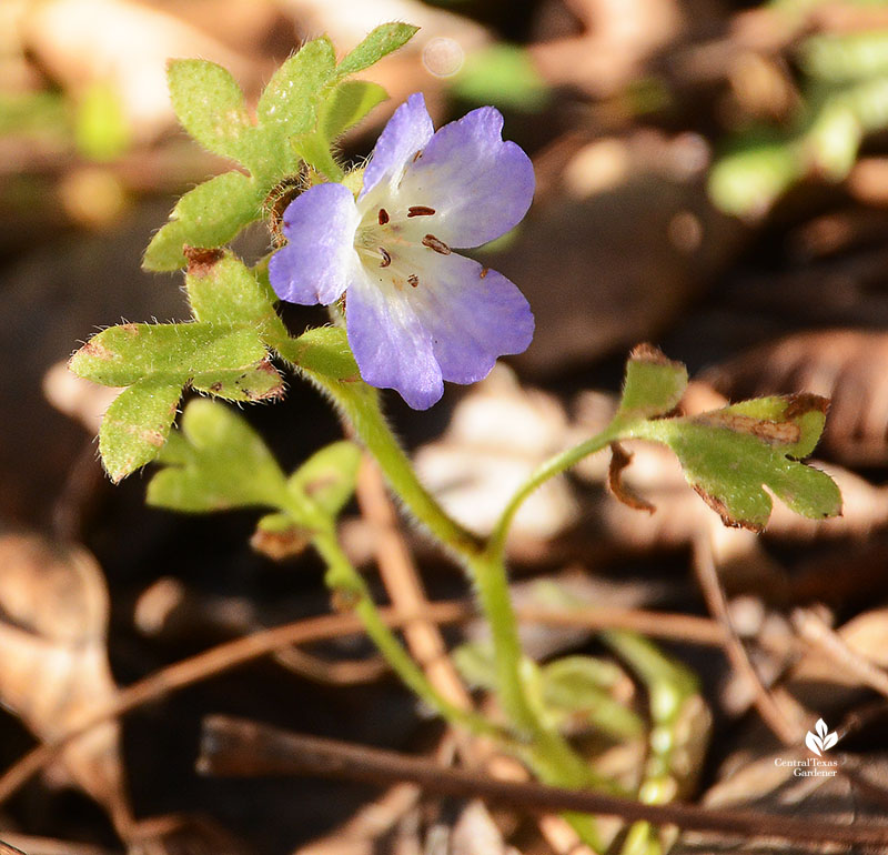 tiny blue flower