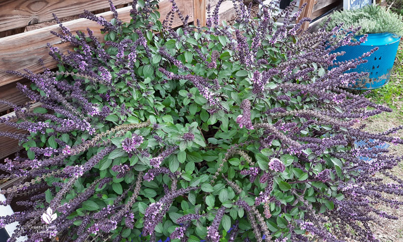 African blue basil