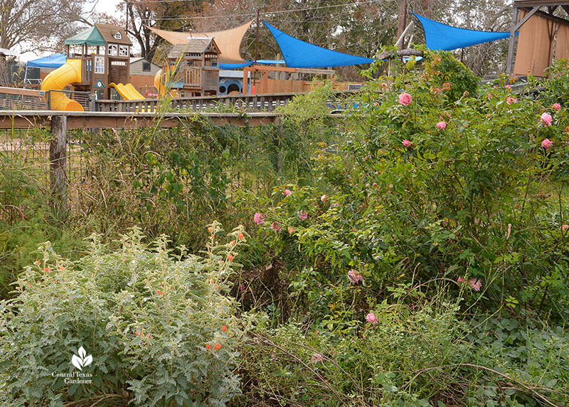 rose and other plants to school