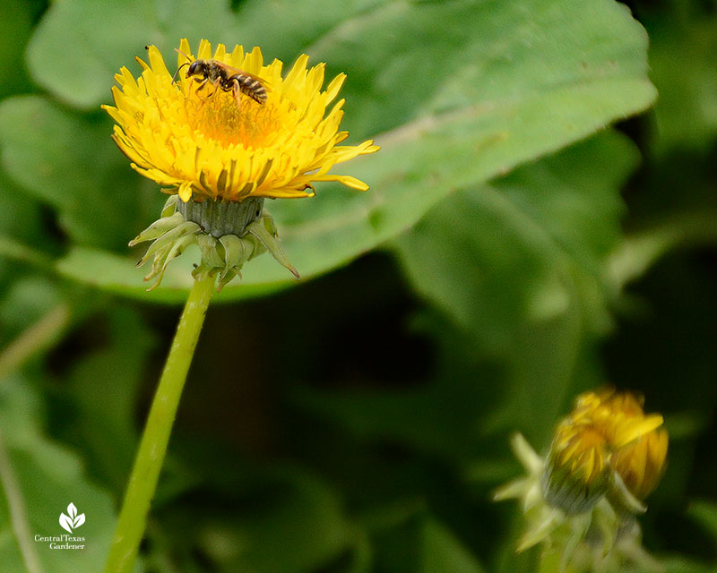 bee on dandelion