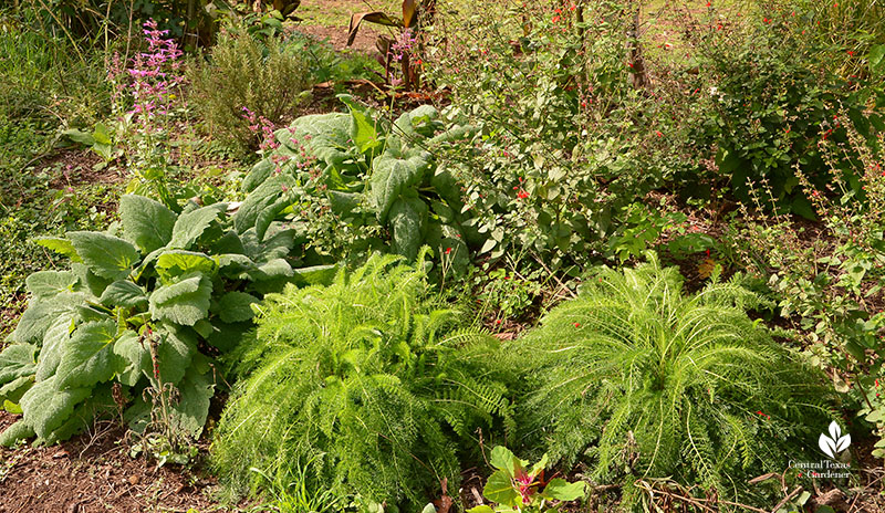 herbs and flowering plants