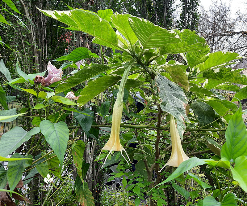 leafy plant yellow tubular flowers